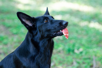Big black dog with piece of raw meat in the mouth. Shepherd trained of obedience. Outdoors, copy space, green lawn background.