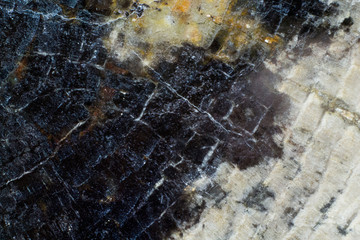 Natural piece of saw cut of petrified wood macro texture