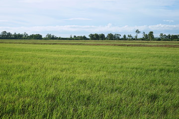 Obraz premium Rice fields and beautiful skies