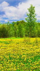 The Field with yellow dandelions, green trees and blue sky