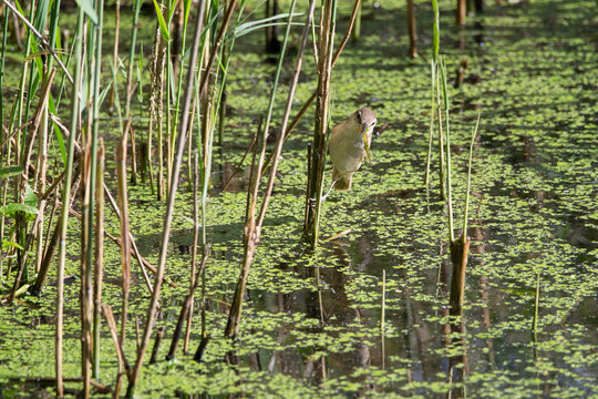 Vogel sitzt am Schlifrohr
