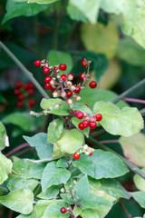Obraz na płótnie Canvas small red berries on a branch close-up