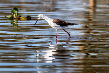 Black winged stilt wading in Lake Naivasha