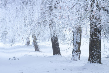 Winter scene. Frosty trees on snow. Christmas background