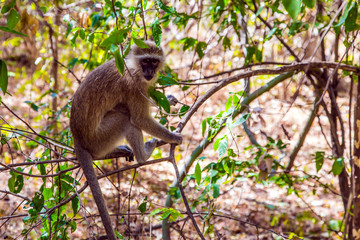Yellow baboon on the branches of trees