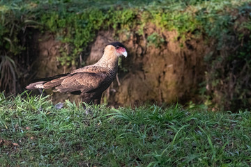 Southern caracara patrolling along the creek