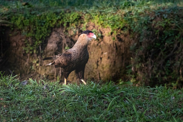 Falcon patrolling along the creek