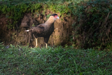 Southern caracara patrolling along the creek