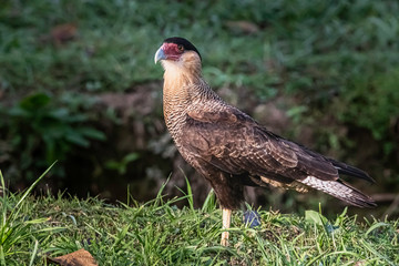 Southern caracara patrolling along the creek