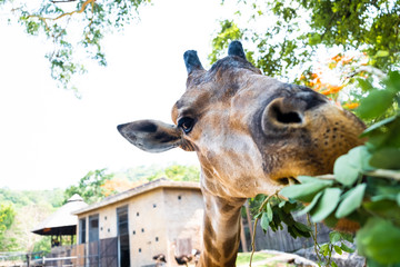 Giraffe. Making a funny face as he chews. The concept of animals in the zoo