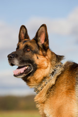 Altdeutscher Schäferhund im Herbst