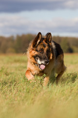 Altdeutscher Schäferhund im Herbst