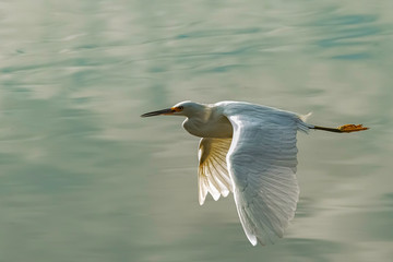 Snowy-egret flying over a pond