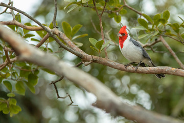 Red-crested cardinal sitting on a tree branch