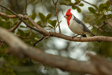 Red-crested cardinal sitting on a tree branch