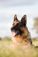 Altdeutscher Schäferhund im Herbst