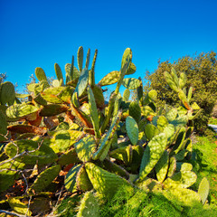 Engelmann Prickly Pear cactus in nature against a sunny blue sky background