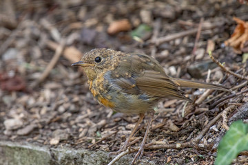 The European robin (Erithacus rubecula) in garden