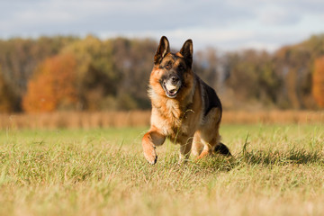 Altdeutscher Schäferhund im Herbst