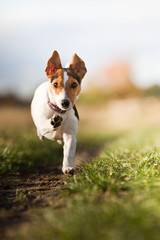 Hund Jack Russel terrier spaziergang auf dem Feld rennt frontal