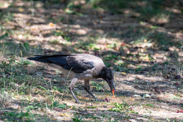 Hooded crow (Corvus cornix) Wildlife in natural habitat