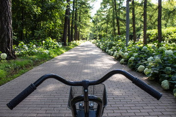 Walking path in the Park among the trees and flower beds on a summer day