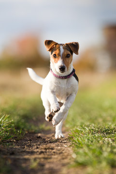 Jack Russel terrier spaziergang auf dem Feld, JRT rennt im Galopp wie eine kleine Rennsemmel, 