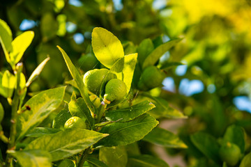 Obraz premium Citrons dans un un citronnier