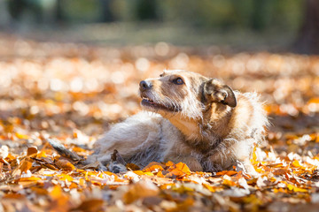 Hund im Herbst Wald