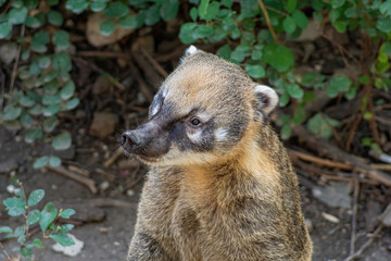 South American coati Nasua nasua. Wildlife animal
