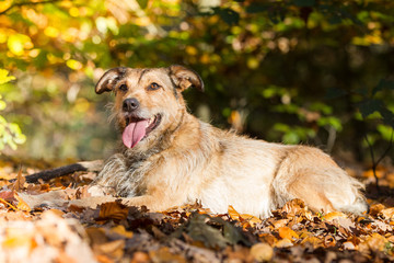 Hund im Herbst Wald