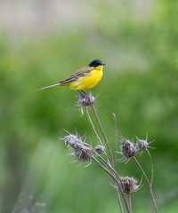 Black headed yellow wagtail (motacilla flava) in natural habitat