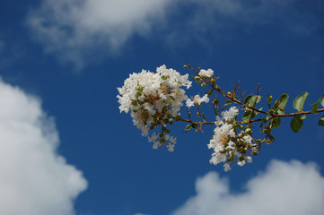 青空に咲く白い花