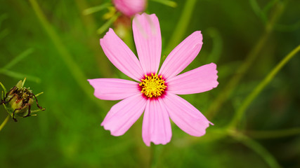 Fototapeta premium pink flower in garden