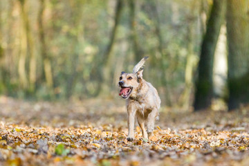 Hund im Herbst Wald