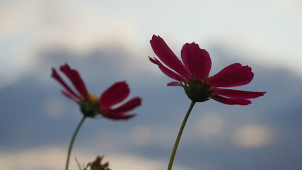 Obraz premium flower on background of blue sky
