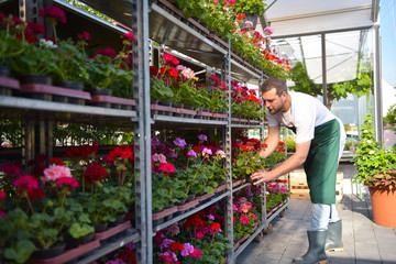 Fototapeta na wymiar Gärtner arbeitet in einem Blumenladen - Anbau im Gewächshaus