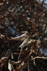 壁の葉が大量に枯れている