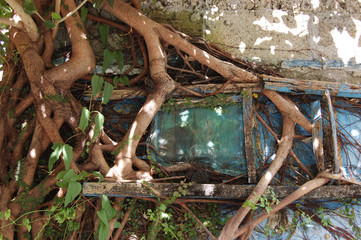 木の根が成長して窓枠を壊している