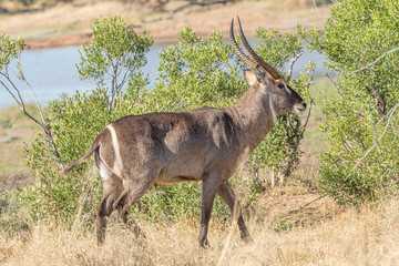 Male waterbuck walking
