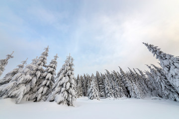 Beautiful winter mountain landscape. Tall spruce trees covered with snow in winter forest and cloudy sky background.