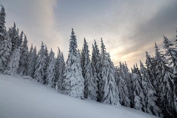 Naklejka premium Beautiful winter mountain landscape. Tall dark green spruce trees covered with snow on mountain peaks and cloudy sky background.