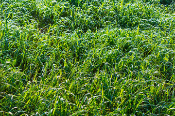 Summer grass witn morning dew