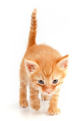 Little cute red kitten with blue eyes