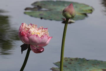pink lotus flower