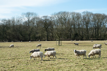 winter landscape country estate england uk