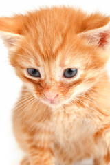 Little cute red kitten with blue eyes