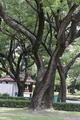 trees in the park