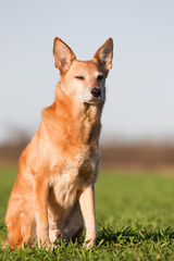Hund auf dem Feld