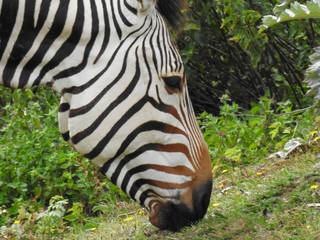 Fototapeta na wymiar Closeup of Zebra Grazing
